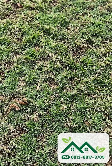 Lembaran rumput hasil panen siap kirim