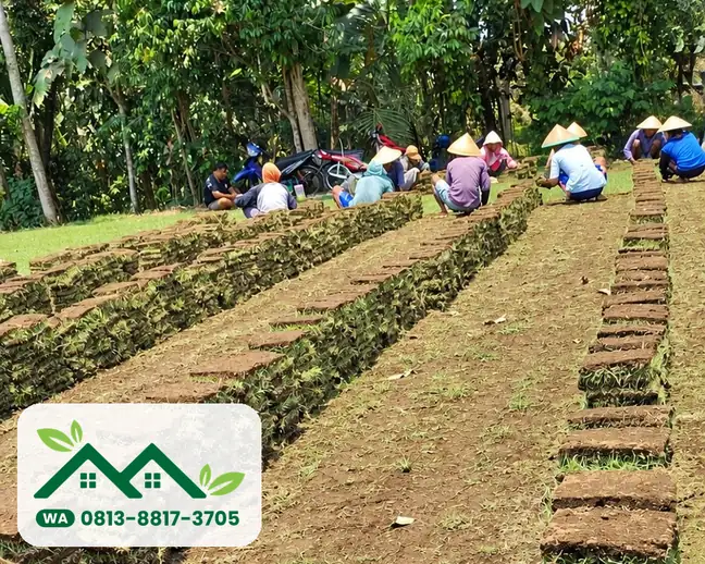 Lembaran rumput hasil panen tersusun di kebun