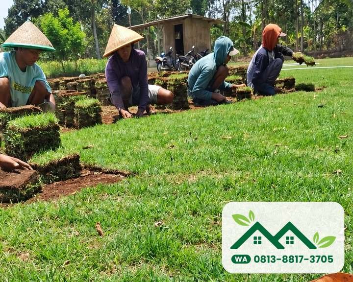 Petani memotong lembaran rumput di kebun