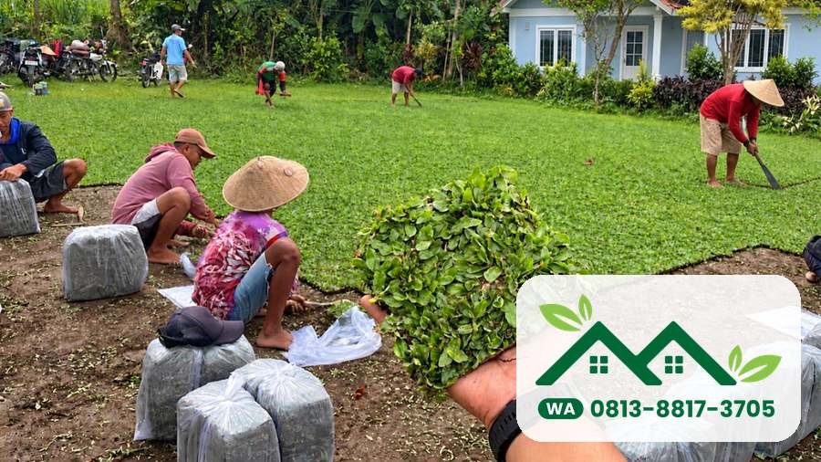 Pemasangan rumput setelah tanah disiapkan