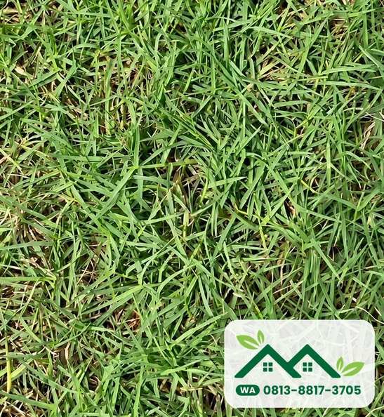 Rumput yang sehat dan rapat saat musim hujan