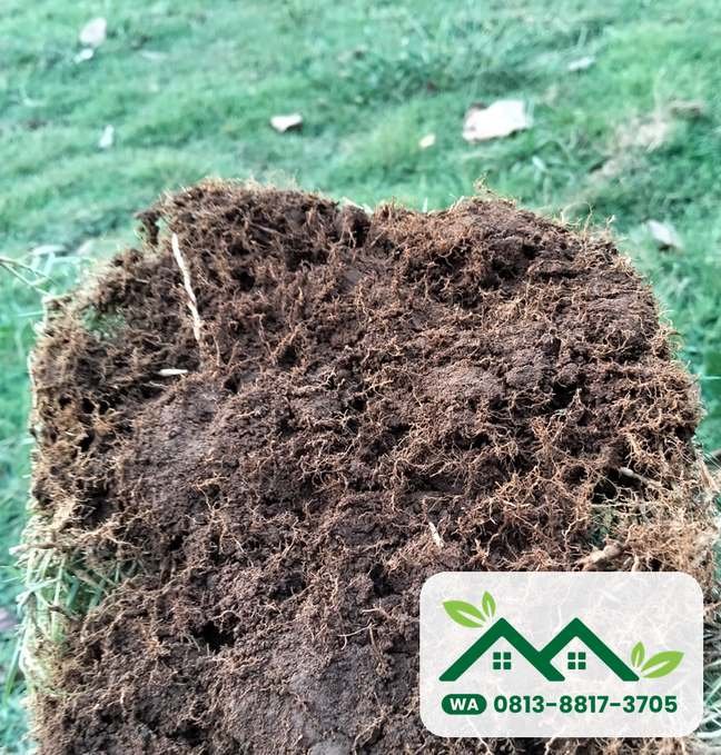 Akar rumput bermuda swiss