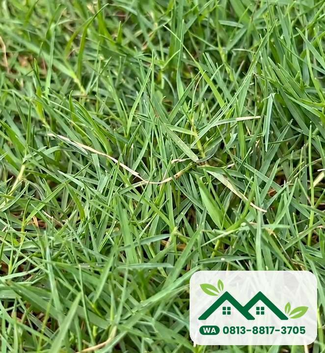Daun rumput bermuda swiss yang halus untuk lapangan di Bandung