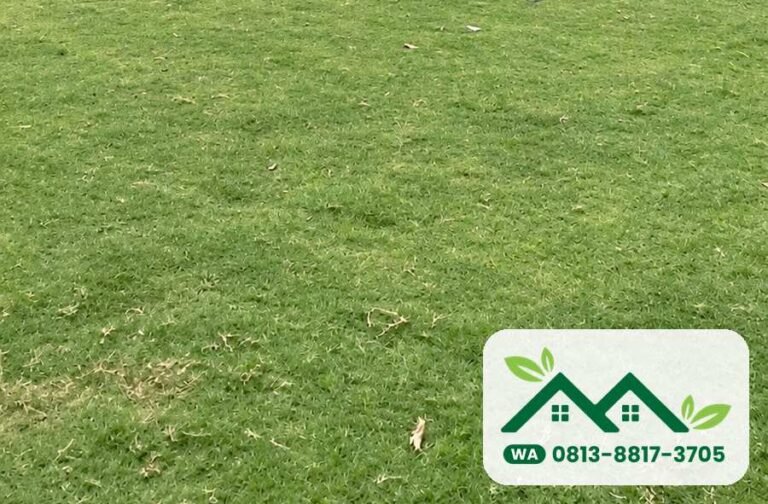Hamparan rumput bermuda swiss di kebun, siap panen untuk Bandung