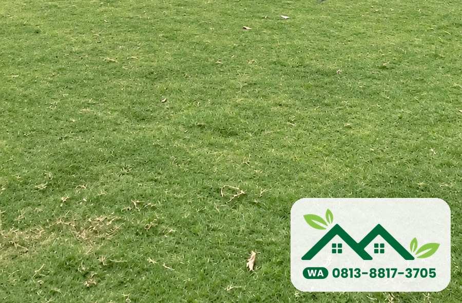 Hamparan rumput bermuda swiss di kebun, siap panen untuk Bandung