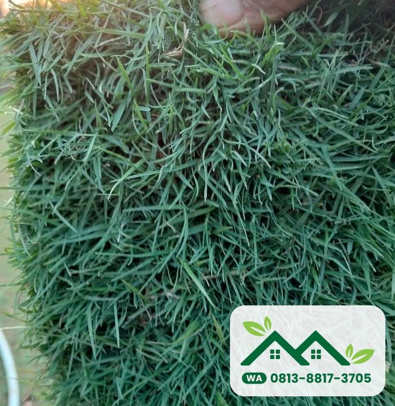 Daun rumput bermuda swiss