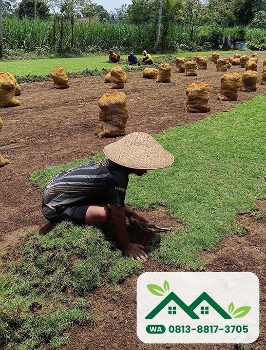 Pemasangan rumput bermuda swiss untuk lapangan