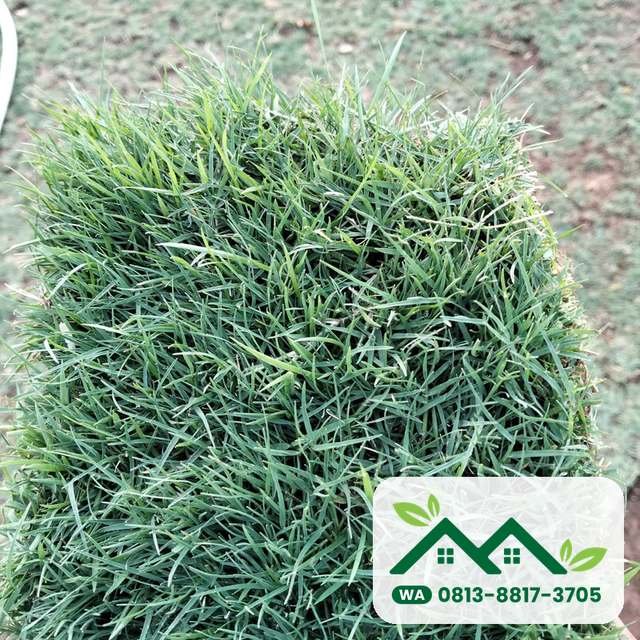 Lembaran rumput bermuda swiss untuk lapangan golf