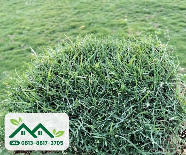 Lembaran rumput bermuda swiss
