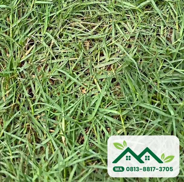 Daun rumput bermuda swiss yang halus untuk lapangan di Semarang