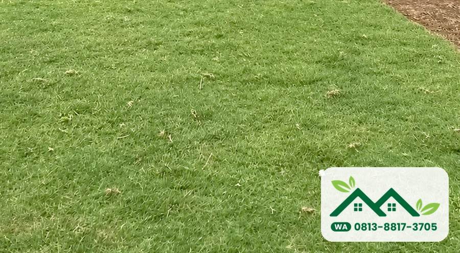 Hamparan rumput bermuda swiss di kebun, siap panen untuk Semarang