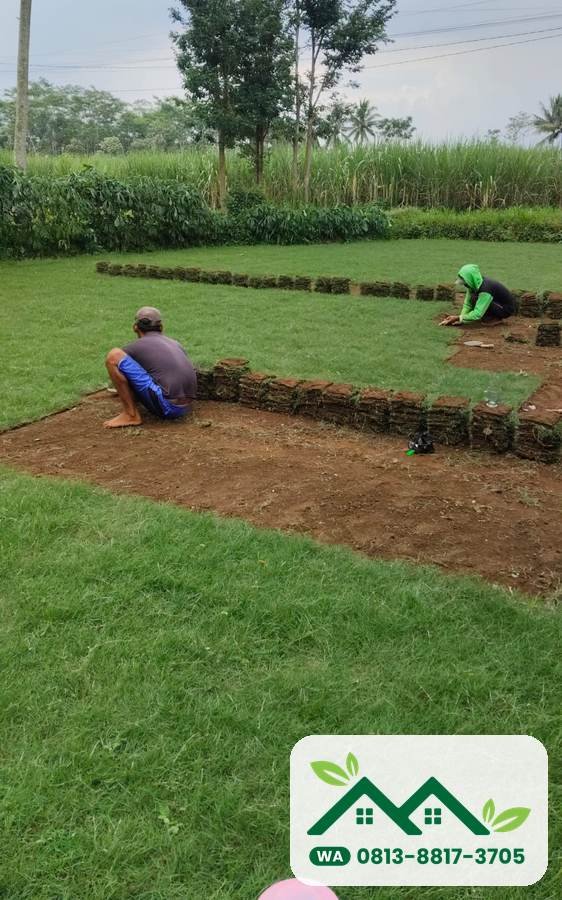 Panen rumput bermuda swiss