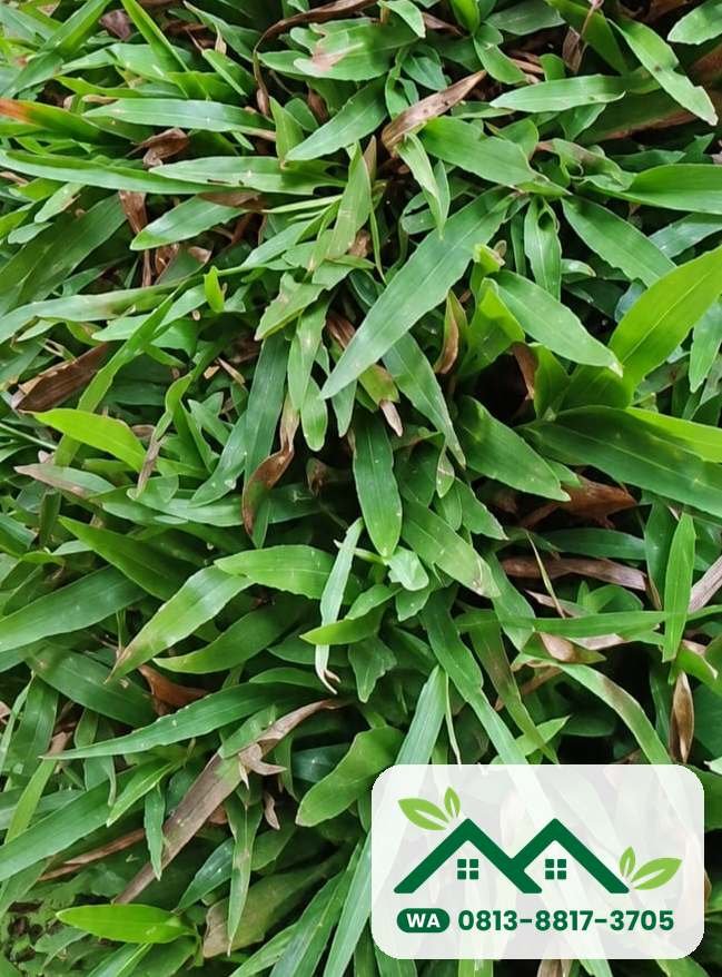 Daun lebar rumput gajah lokal paitan