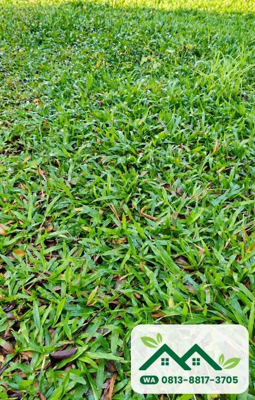 Hamparan rumput gajah lokal paitan di taman