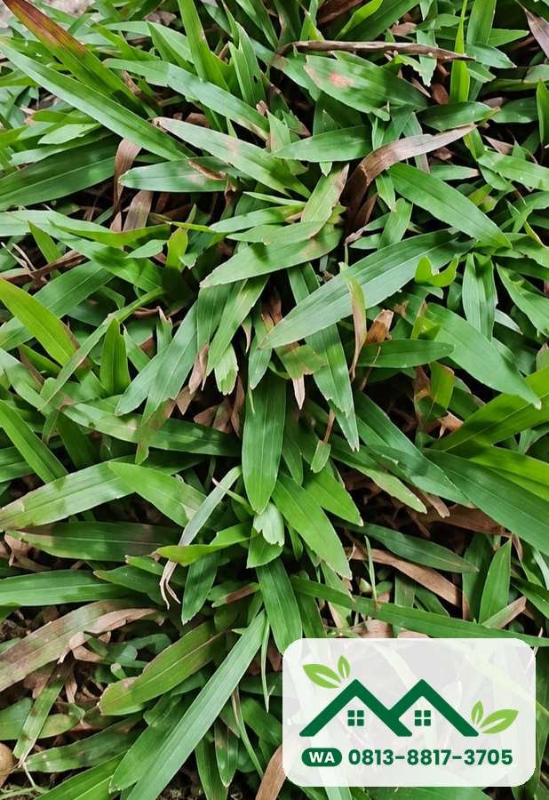 Rumpun rapat rumput paitan dari atas