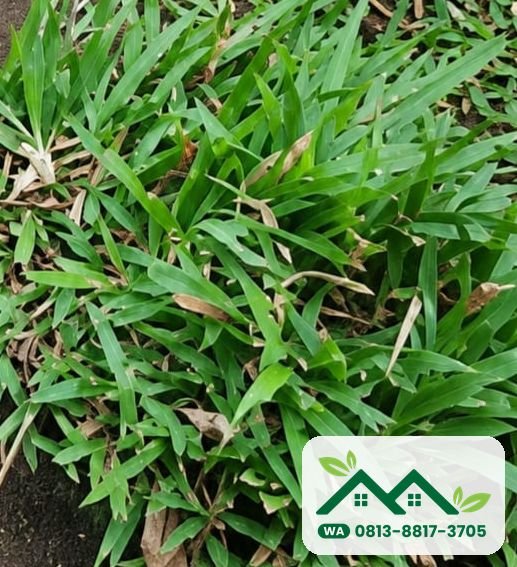 Tepi hamparan rumput gajah lokal paitan