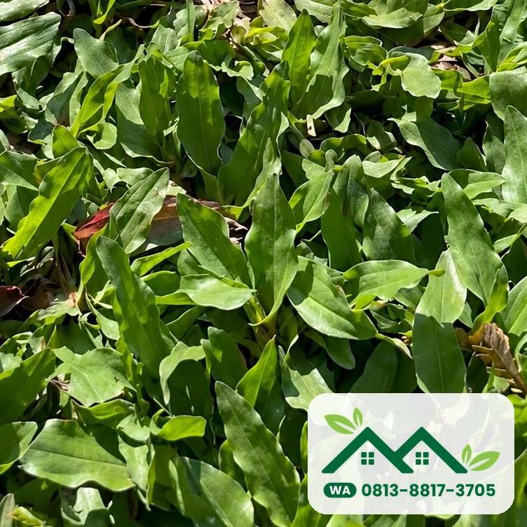 Daun rumput gajah mini yang rapat untuk taman villa di Badung