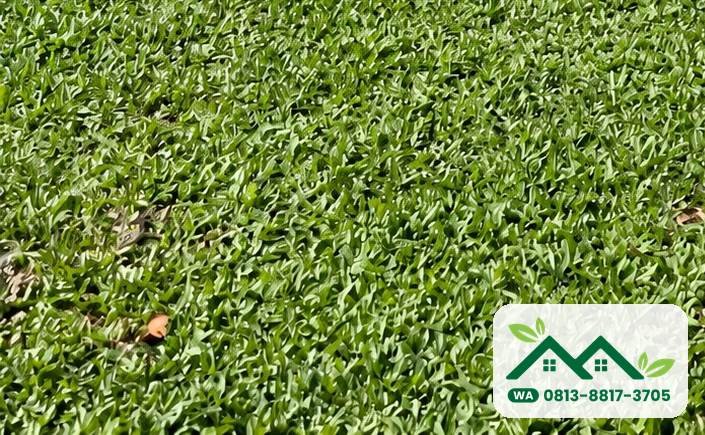 Rumput gajah mini siap panen untuk taman villa di Badung