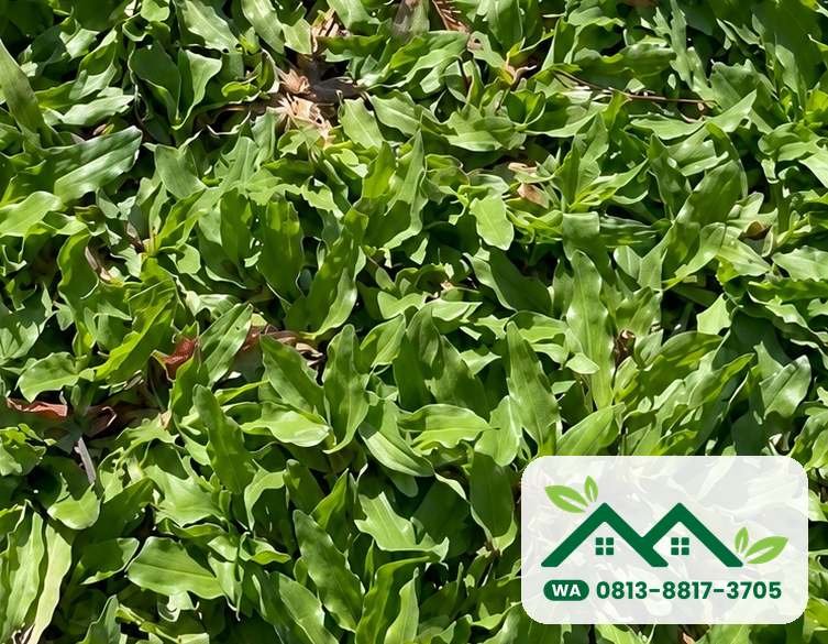 Rumput gajah mini siap panen untuk pesanan Bandung