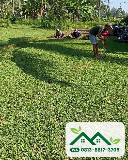 Halaman rumput gajah mini yang sudah terpasang