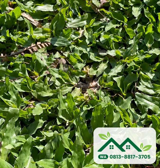 Daun rumput gajah mini yang rapat, siap kirim ke Bekasi