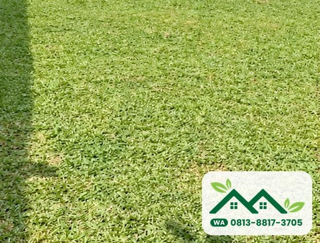 Hamparan rumput gajah mini di kebun, siap panen untuk Bekasi