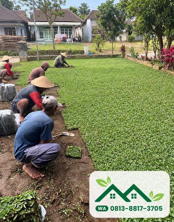 Rumput gajah mini untuk halaman rumah di Blitar