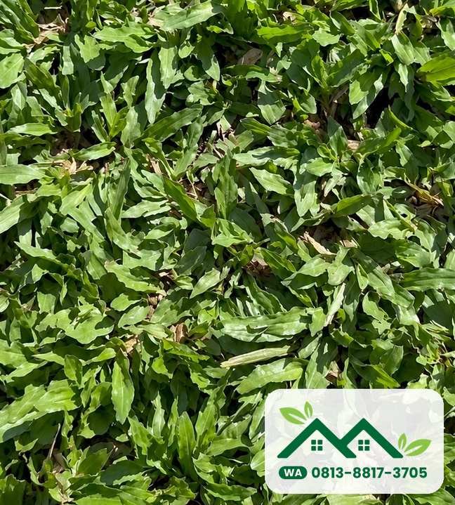 Daun rumput gajah mini yang kecil dan rapat, siap kirim ke Bogor