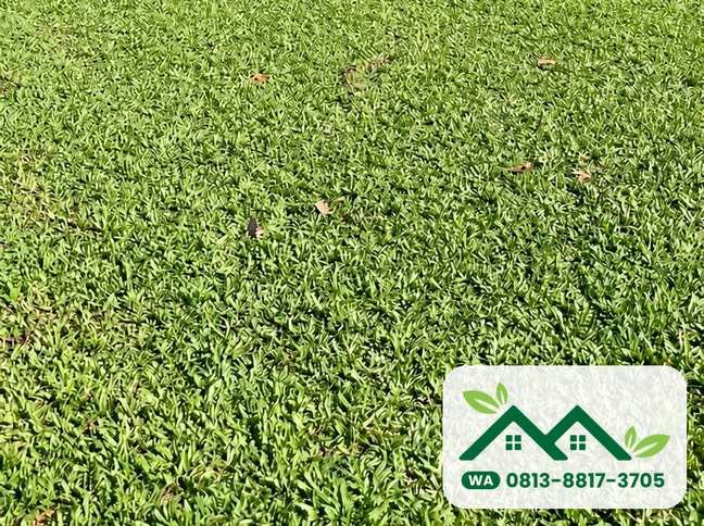 Hamparan rumput gajah mini di kebun, siap panen untuk Bogor