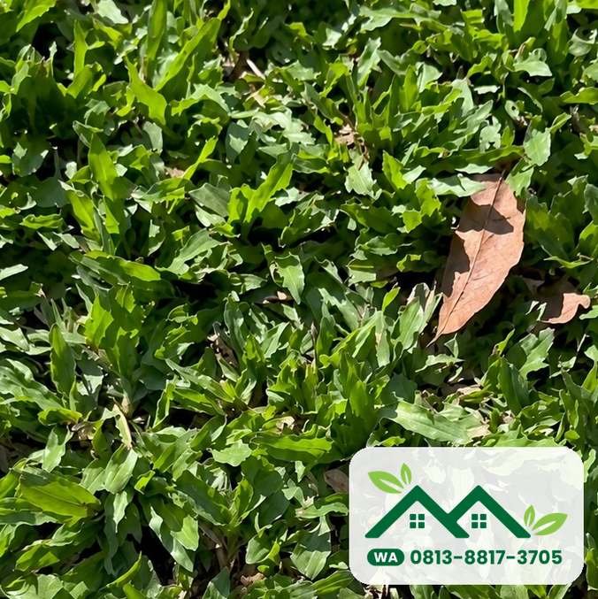 Daun rumput gajah mini yang mungil, siap kirim ke Denpasar
