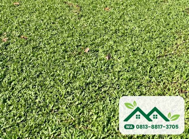 Hamparan rumput gajah mini di kebun, siap panen untuk Denpasar