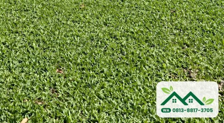 Rumput gajah mini siap panen untuk pesanan Depok
