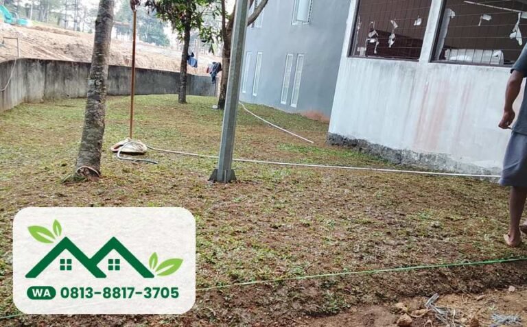 Rumput gajah mini baru dipasang, Gresik