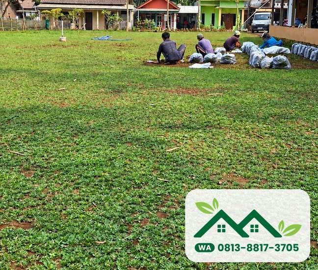 Hamparan rumput gajah mini di halaman luas, Gresik