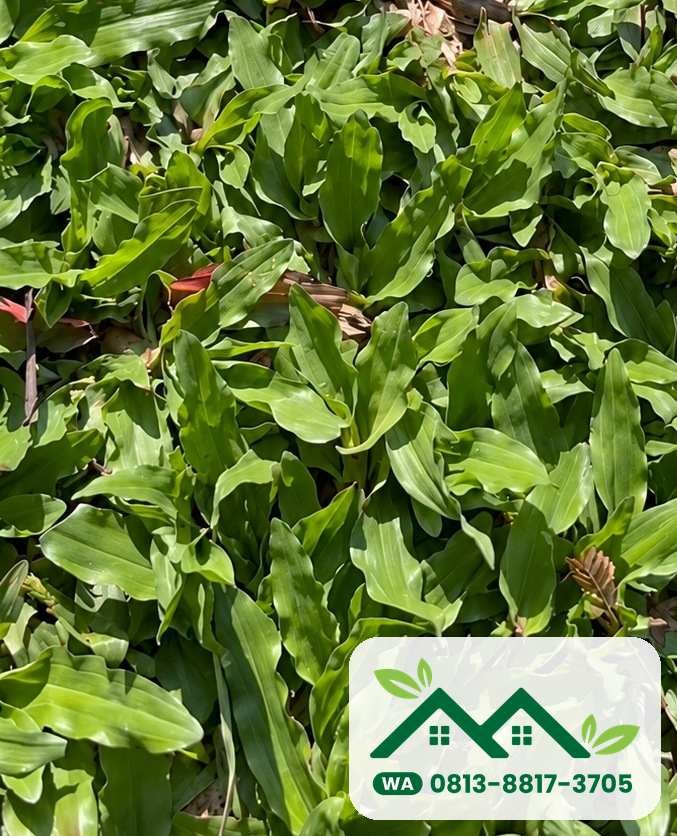Daun rumput gajah mini segar untuk taman di Jakarta Selatan