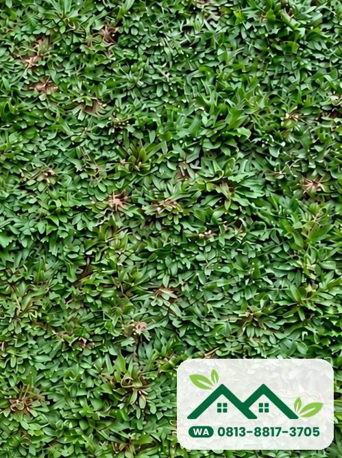 Rumput gajah mini siap panen untuk pesanan Jakarta Selatan