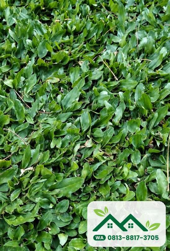 Tekstur daun rumput gajah mini
