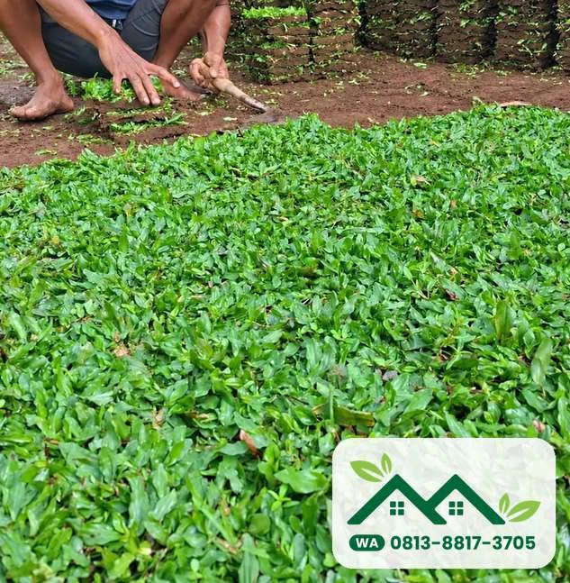 Rumput gajah mini lembaran untuk halaman di Jogja