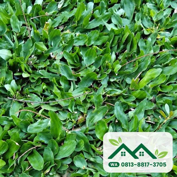 Daun rumput gajah mini yang rapat