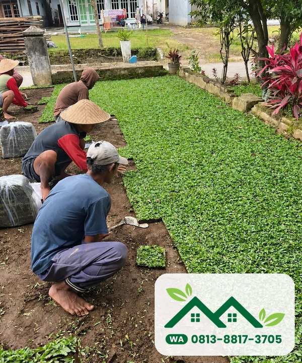 Pemasangan rumput gajah mini untuk halaman di Kota Batu