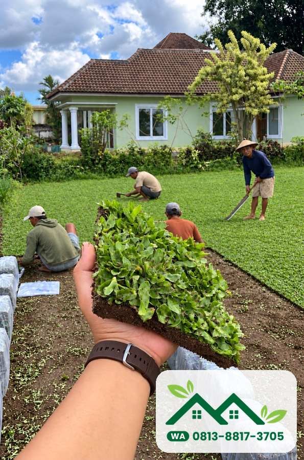 Lembaran rumput gajah mini