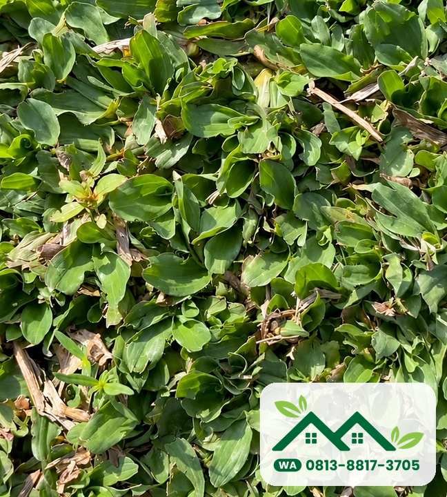 Daun rumput gajah mini yang padat