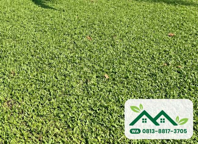 Hamparan rumput gajah mini yang hijau dan rata