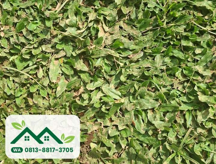 Daun rumput gajah mini yang rapat