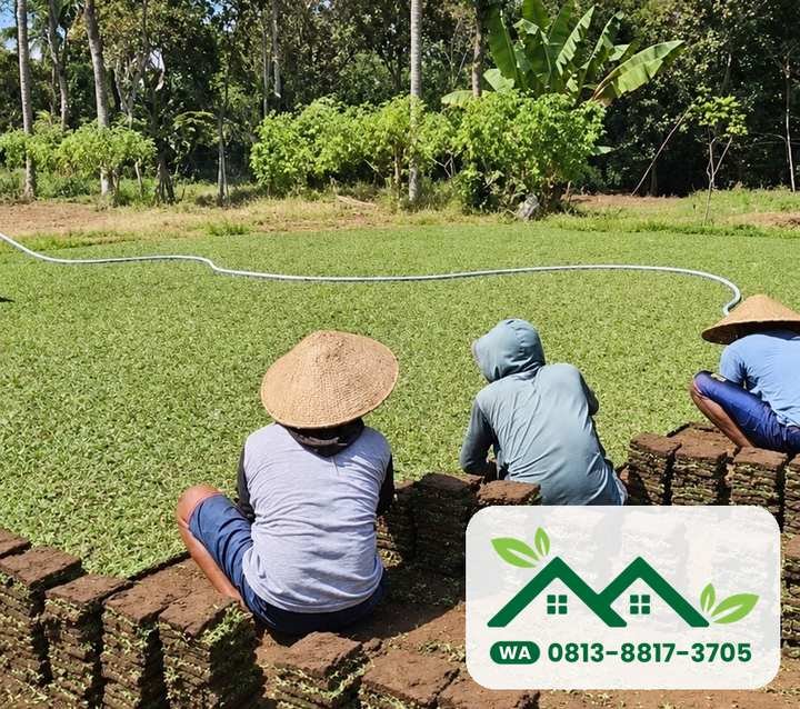 Panen lembaran rumput gajah mini untuk Mojokerto