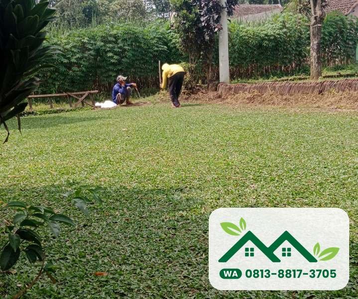 Hamparan rumput gajah mini
