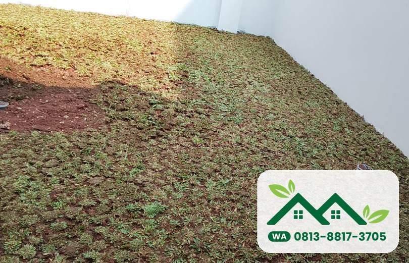 Rumput gajah mini di halaman gedung, Sidoarjo