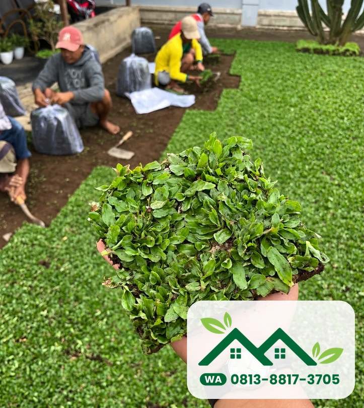 Lembaran rumput gajah mini segar