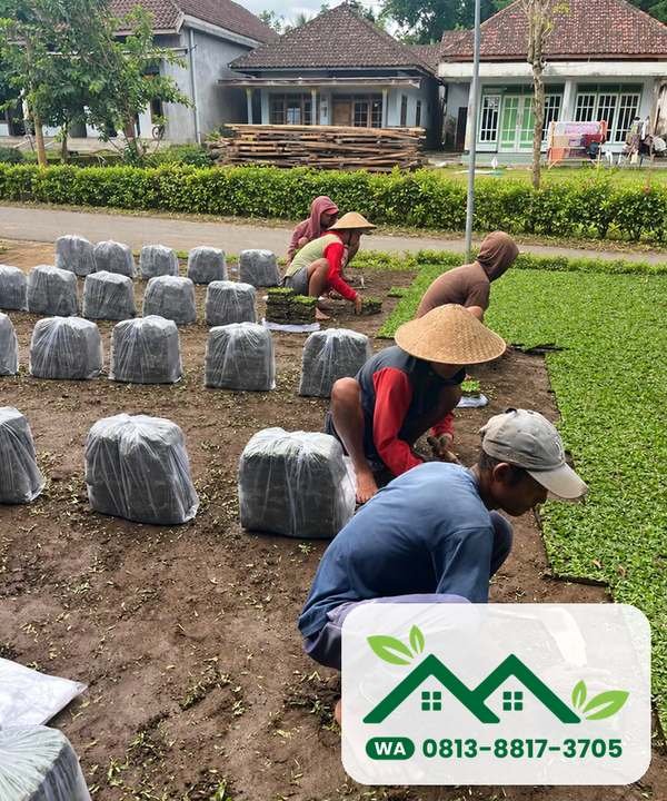 Pemasangan rumput gajah mini untuk halaman di Sleman