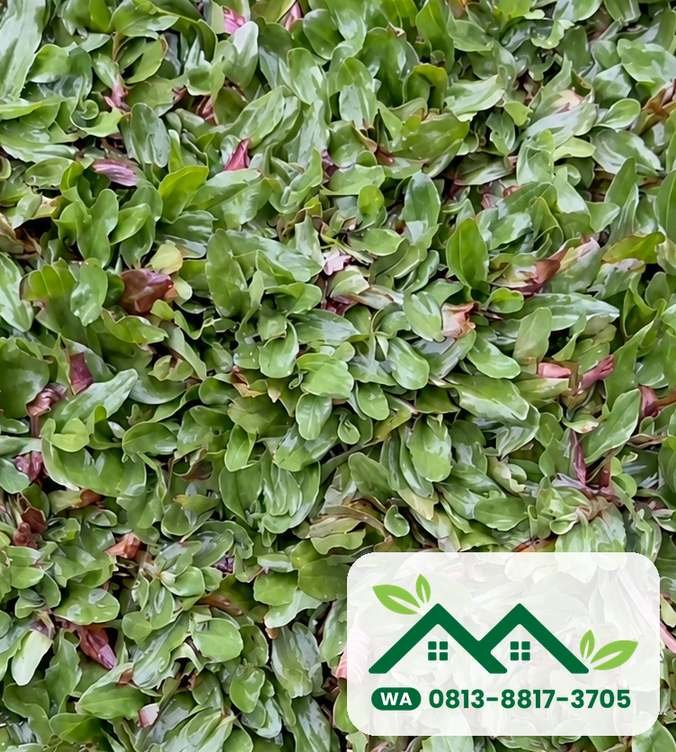 Daun rumput gajah mini segar, siap kirim ke Tangerang